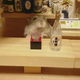 Illustration for article titled Hamster Bartenders Are the Best Bartenders